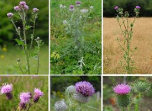 Lutte contre les chardons et cirses nuisibles à l'agriculture