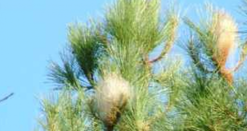 Chenilles processionnaires